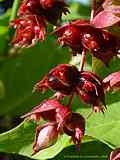 Leycesteria formosa