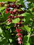 Leycesteria formosa