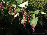 Leycesteria formosa