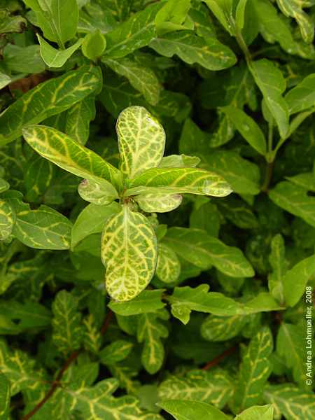Lonicera japonica
