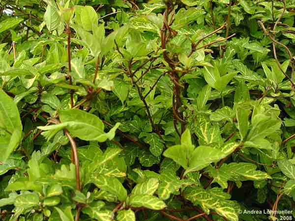 Lonicera japonica