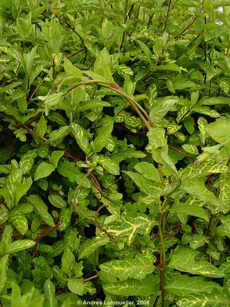 Lonicera japonica