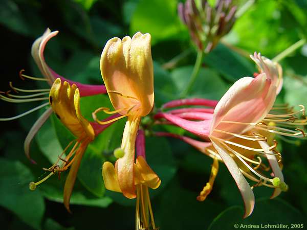Lonicera caprifolium