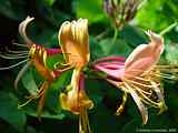 Lonicera caprifolium