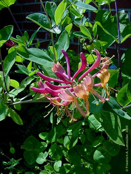 Lonicera caprifolium