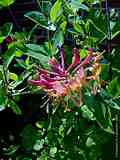 Lonicera