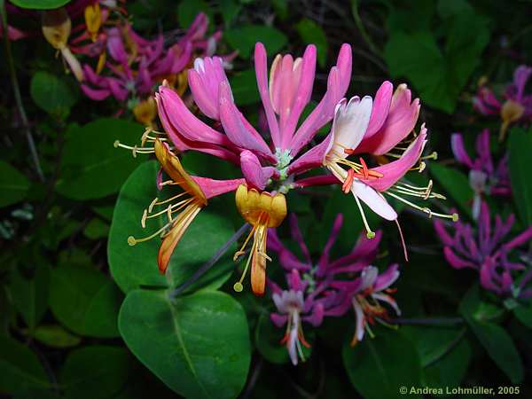 Lonicera caprifolium