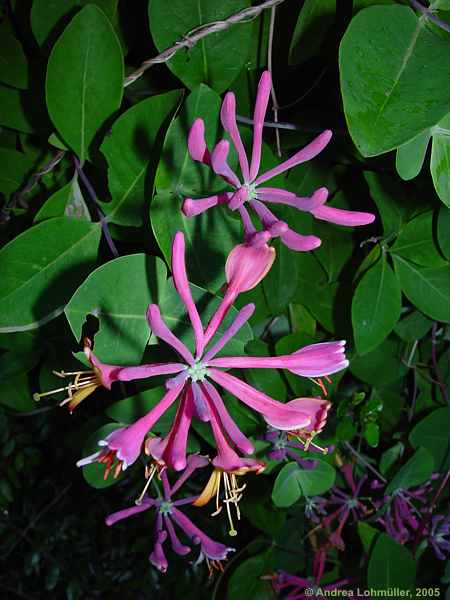 Lonicera caprifolium