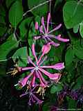 Lonicera caprifolium