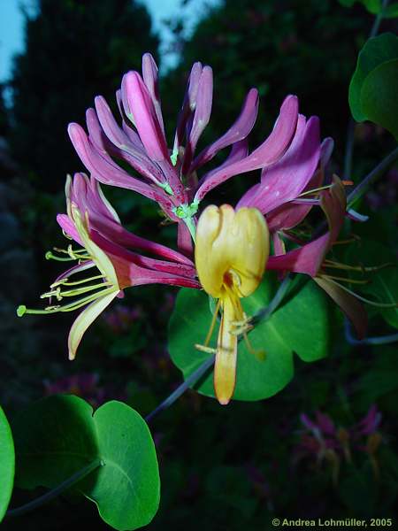 Lonicera caprifolium