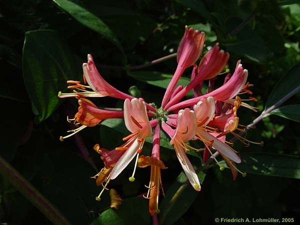 Lonicera caprifolium
