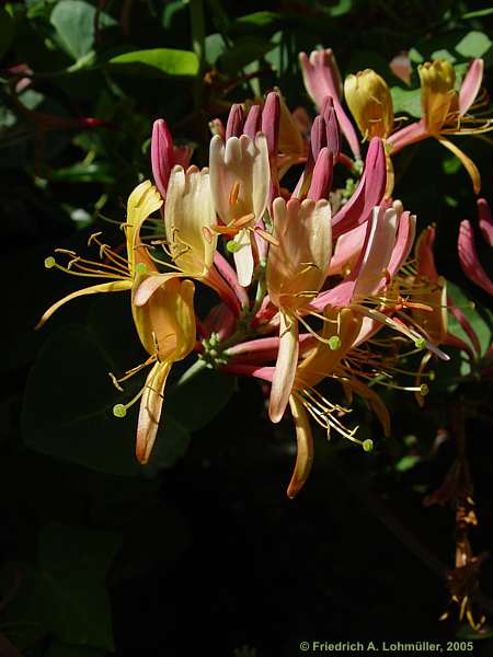 Lonicera caprifolium