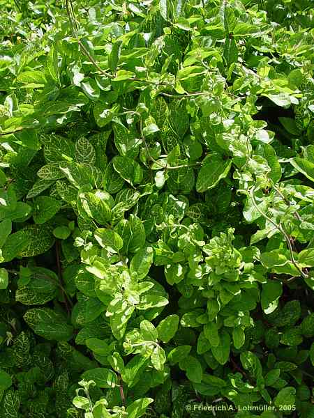 Lonicera xylosteum
