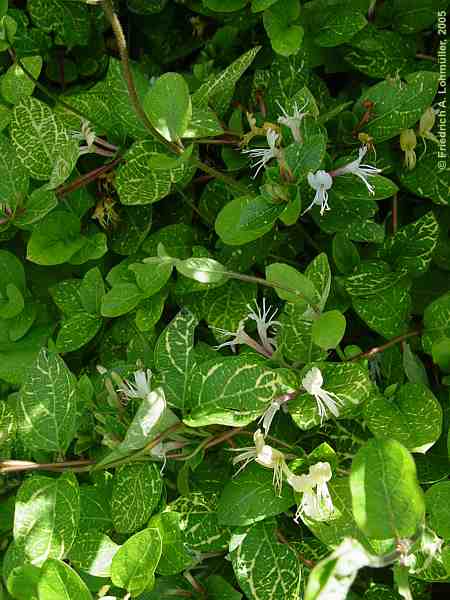 Lonicera xylosteum