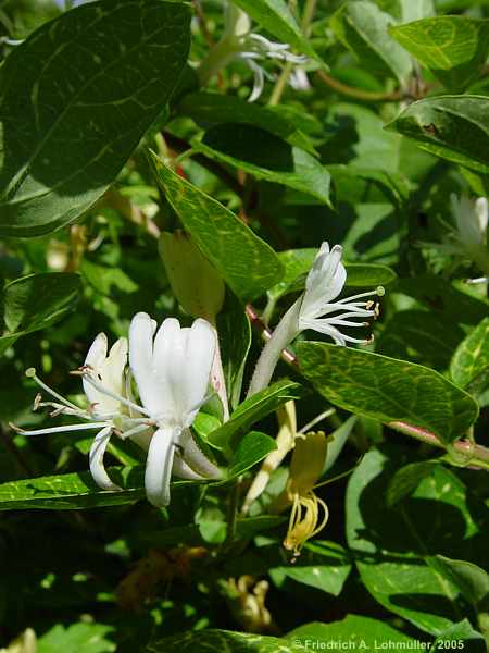 Lonicera xylosteum