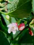 Symphoricarpos albus