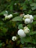 Symphoricarpos albus