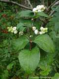 Symphoricarpos albus