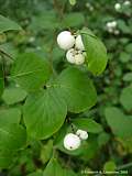 Symphoricarpos albus