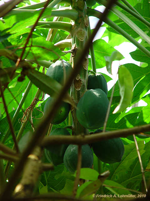 Carica papaya