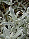 Cerastium arcticum