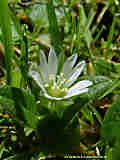 Cerastium holosteoides