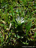 Cerastium holosteoides