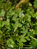 Cerastium holosteoides