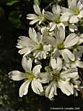 Cerastium tomentosum