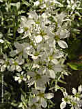 Cerastium tomentosum