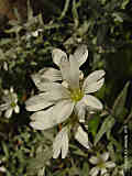 Cerastium tomentosum