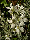 Cerastium tomentosum