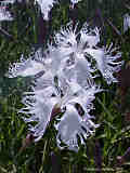 Dianthus arenarius