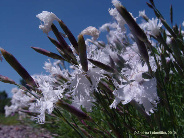 Dianthus arenarius
