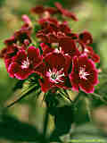 Dianthus barbatus