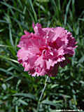 Dianthus cv