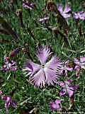 Dianthus leptopetalus