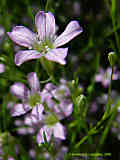 Gypsophila muralis