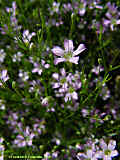 Gypsophila muralis