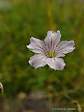 Gypsophila tenutifolia