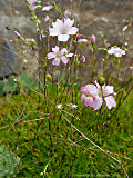 Gypsophila tenutifolia