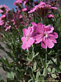 Lychnis