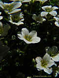 Minuartia gerardii