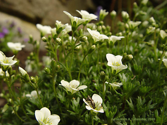 Minuartia gerardii