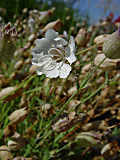 Silene uniflora