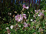 Silene uniflora