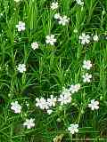 Stellaria holostea