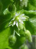 Stellaria media