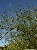 Casuarina glauca