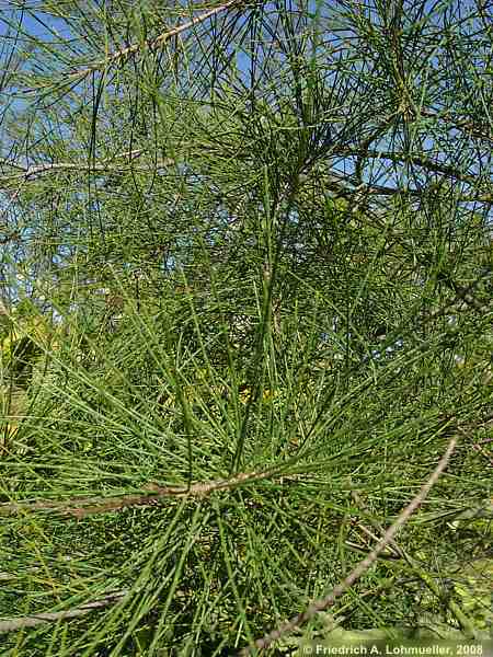 Casuarina glauca